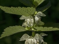 Lamium album 35, Witte dovenetel, Saxifraga-Jan van der Straaten