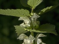 Lamium album 36, Witte dovenetel, Saxifraga-Jan van der Straaten