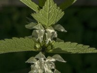 Lamium album 37, Witte dovenetel, Saxifraga-Jan van der Straaten
