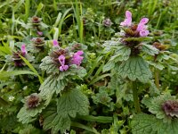 Lamium confertum 10, Brede dovenetel, Saxifraga-Ed Stikvoort