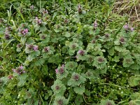 Lamium confertum 11, Brede dovenetel, Saxifraga-Ed Stikvoort