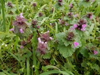 Lamium confertum 12, Brede dovenetel, Saxifraga-Ed Stikvoort