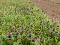 Lamium confertum 13, Brede dovenetel, Saxifraga-Ed Stikvoort