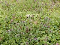 Lamium confertum 14, Brede dovenetel, Saxifraga-Ed Stikvoort