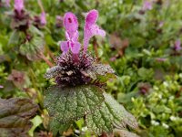Lamium confertum 15, Brede dovenetel, Saxifraga-Ed Stikvoort