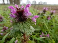 Lamium confertum 16, Brede dovenetel, Saxifraga-Ed Stikvoort