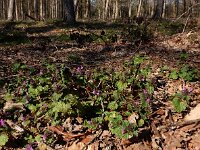 Lamium confertum 18, Brede dovenetel, Saxifraga-Ed Stikvoort
