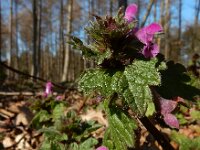 Lamium confertum 19, Brede dovenetel, Saxifraga-Ed Stikvoort