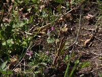 Lamium confertum 2, Brede dovenetel, Saxifraga-Peter Meininger