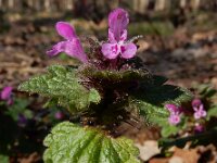 Lamium confertum 20, Brede dovenetel, Saxifraga-Ed Stikvoort