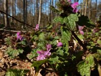 Lamium confertum 22, Brede dovenetel, Saxifraga-Ed Stikvoort