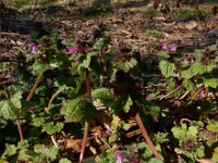 Lamium confertum 23, Brede dovenetel, Saxifraga-Ed Stikvoort