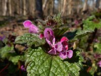 Lamium confertum 24, Brede dovenetel, Saxifraga-Ed Stikvoort