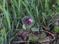 Lamium confertum 3, Brede dovenetel, Saxifraga-Peter Meininger