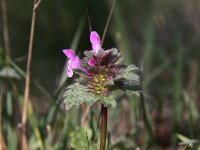 Lamium confertum 4, Brede dovenetel, Saxifraga-Peter Meininger
