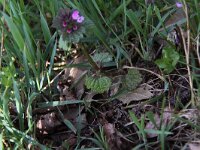 Lamium confertum 5, Brede dovenetel, Saxifraga-Peter Meininger