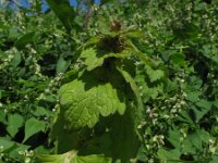 Lamium confertum 6, Brede dovenetel, Saxifraga-Rutger Barendse