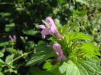 Lamium confertum 8, Brede dovenetel, Saxifraga-Rutger Barendse