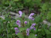 Lamium garganicum 10, Saxifraga-Dirk Hilbers