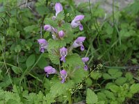 Lamium garganicum 11, Saxifraga-Dirk Hilbers