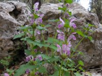 Lamium garganicum 3, Saxifraga-Ed Stikvoort