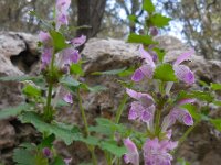 Lamium garganicum 4, Saxifraga-Ed Stikvoort