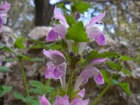 Lamium garganicum 5, Saxifraga-Ed Stikvoort