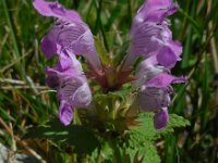 Lamium garganicum 6, Saxifraga-Ed Stikvoort