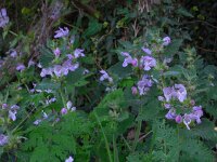 Lamium garganicum 7, Saxifraga-Ed Stikvoort
