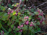 Lamium garganicum 8, Saxifraga-Ed Stikvoort