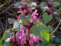 Lamium garganicum 9, Saxifraga-Ed Stikvoort