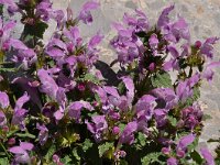 Lamium garganicum ssp laevigatum 13, Saxifraga-Harry Jans