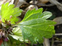 Lamium incisum