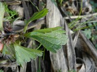 Lamium incisum 5, Saxifraga-Rutger Barendse