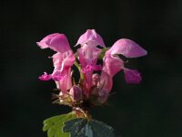 Lamium maculatum, Spotted Dead-nettle