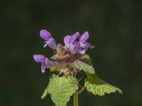 Lamium purpureum 42, Paarse dovenetel, Saxifraga-Jan van der Straaten