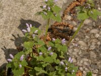 Lamium purpureum 44, Paarse dovenetel, Saxifraga-Jan van der Straaten
