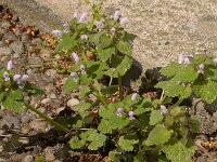 Lamium purpureum 45, Paarse dovenetel, Saxifraga-Jan van der Straaten