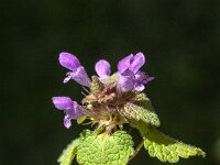 Lamium purpureum 48, Paarse dovenetel, Saxifraga-Jan van der Straaten