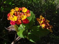 Lantana camara 14, Saxifraga-Hans Grotenhuis