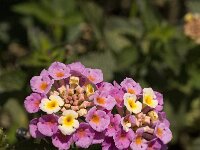 Lantana camara 2, Saxifraga-Jan van der Straaten
