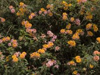 Lantana camara 5, Saxifraga-Willem van Kruijsbergen