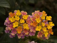 Lantana camara 6, Saxifraga-Willem van Kruijsbergen