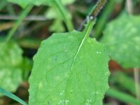 Lapsana communis 12, Akkerkool, Saxifraga-Ab H Baas