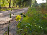 Lapsana communis 16, Akkerkool, Saxifraga-Ab H Baas