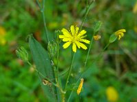 Lapsana communis 5, Akkerkool, Saxifraga-Ab H Baas