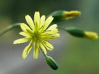 Lapsana communis 8, Akkerkool, Saxifraga-Ab H Baas