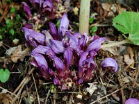 Lathraea clandestina, Purple Toothwort