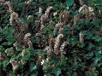 Lathraea squamaria 37, Bleke schubwortel, Saxifraga-Jan van der Straaten