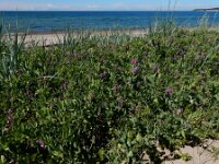 Lathyrus japonicus 47, Zeelathyrus, Saxifraga-Ed Stikvoort